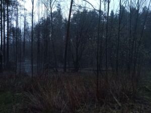 Известный телеведущий застрял в сусанинских болотах под Костромой: а все из-за памятника