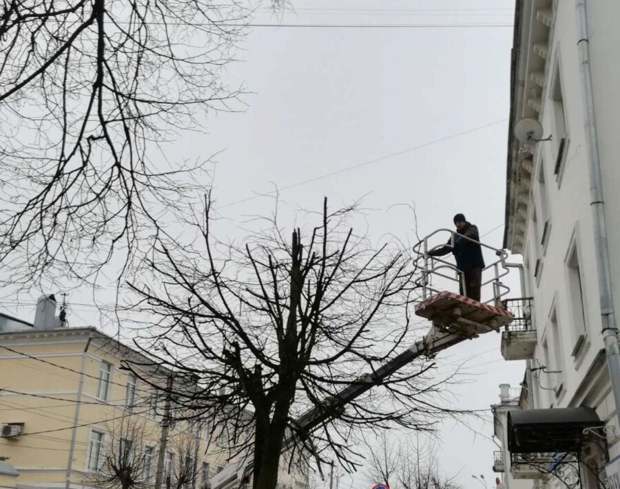 Деревья проходят омолаживающие процедуры в Костроме