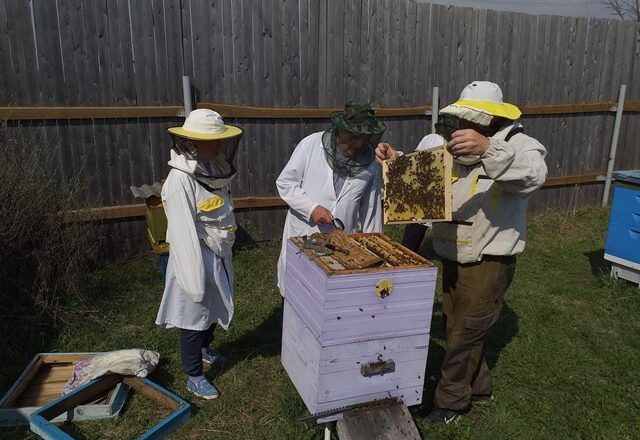 Неправильных пчел ищут в Костромской области