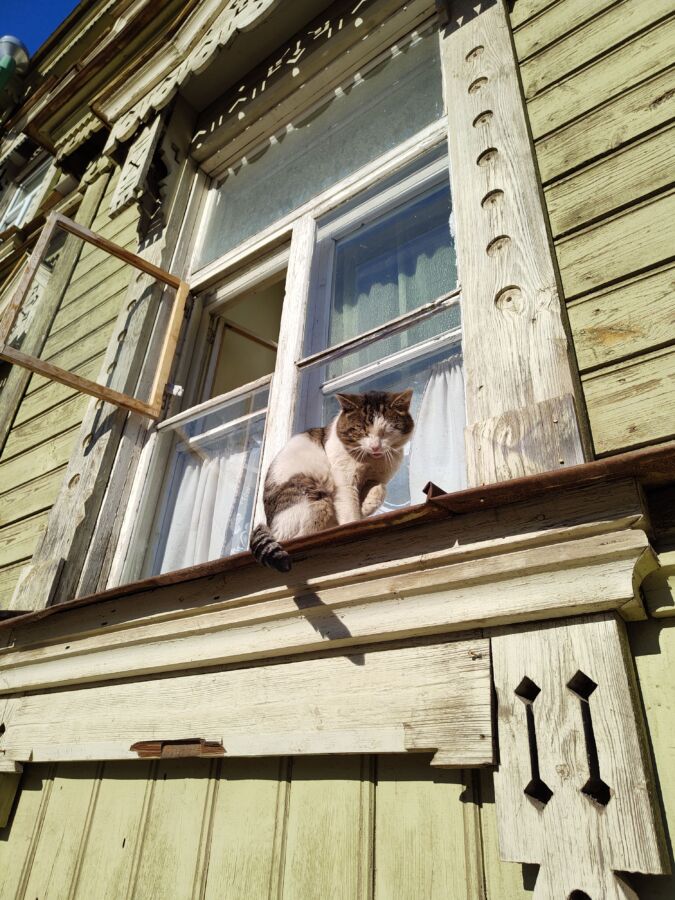 Упитанный кот из Костромы развивает туризм благодаря природному обаянию