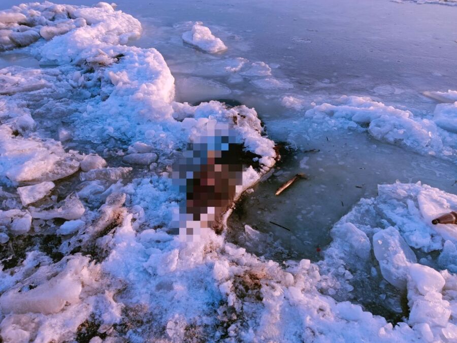 Жуть: мертвый лось уже две недели плавает по Волге в Костроме