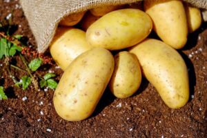 Кострома отправила в апреле тонны картофеля в Казахстан