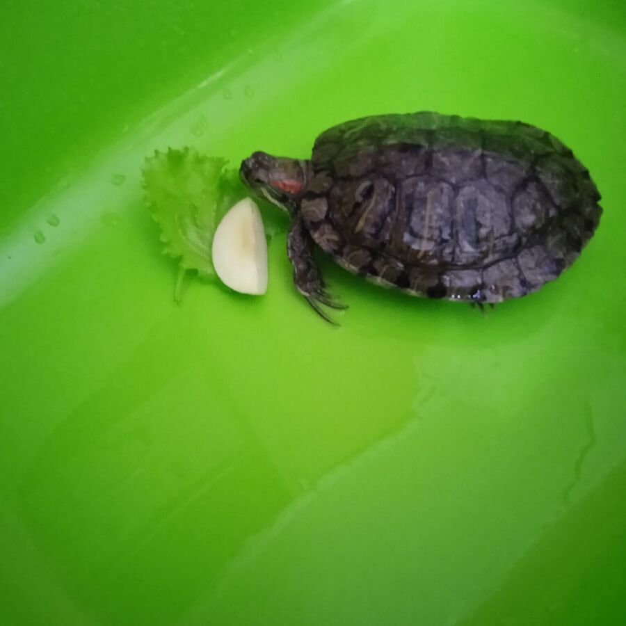 Черепаха со сложной судьбой гуляла по Костромской области