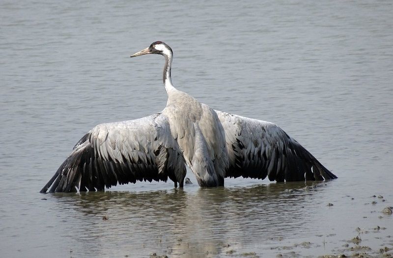 Редких и вымирающих птиц обнаружили в Костромской области