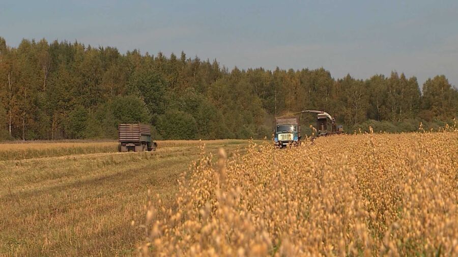 Пыльные бури в Костромском районе угрожают будущему урожаю капусты и картошки