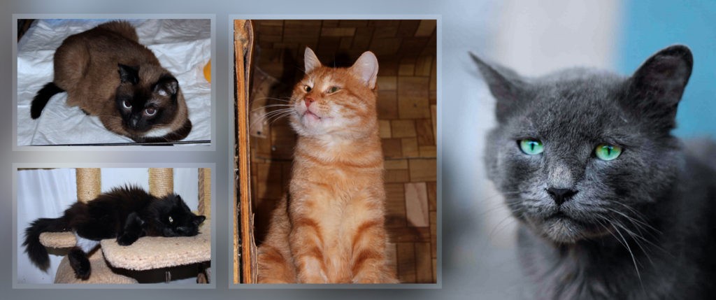 5 САМЫХ ГРУСТНЫХ КОТИКОВ КОСТРОМЫ:  брекеты для котейки,  кот Бегемот и котенок, который выжил