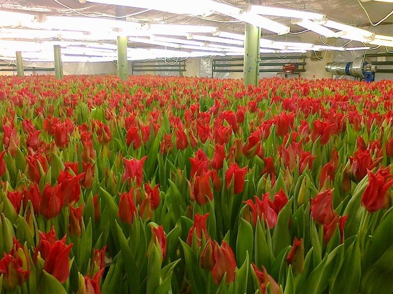 Костромичкам на 8 марта подарили  30 тысяч букетов тюльпанов