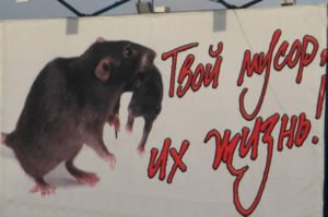 В Костроме целый месяц будут разыскивать крыс и мышей