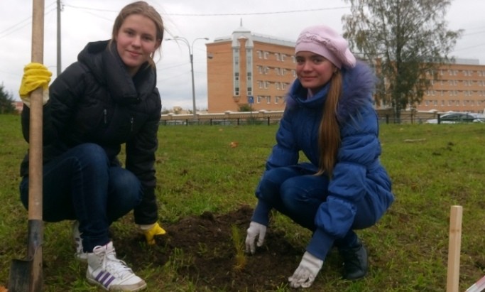 Костромичам предлагают купить саженцы кедра по цене шоколадки. И посадить их в городе