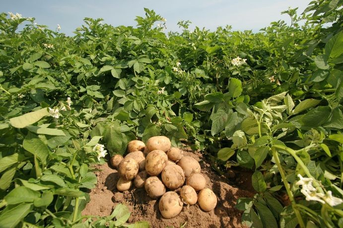 Дочкина ипотека не дала костромичке превратить картофельник в цветущий сад