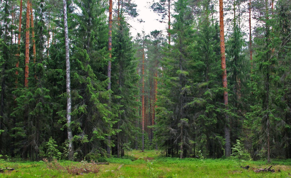 Костромскую область признали лучшей в России в охране лесов