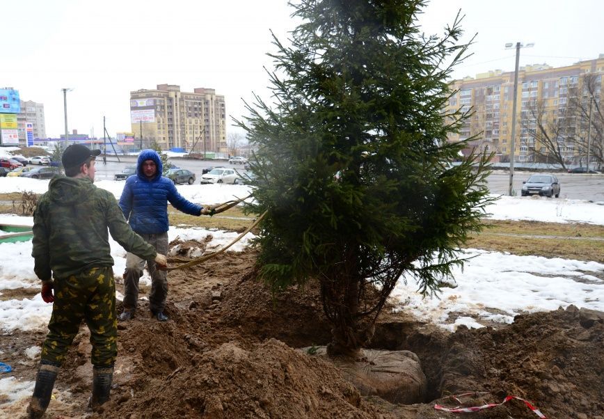 Горожане переживают, что свежепосаженные в Костроме елки уже скончались