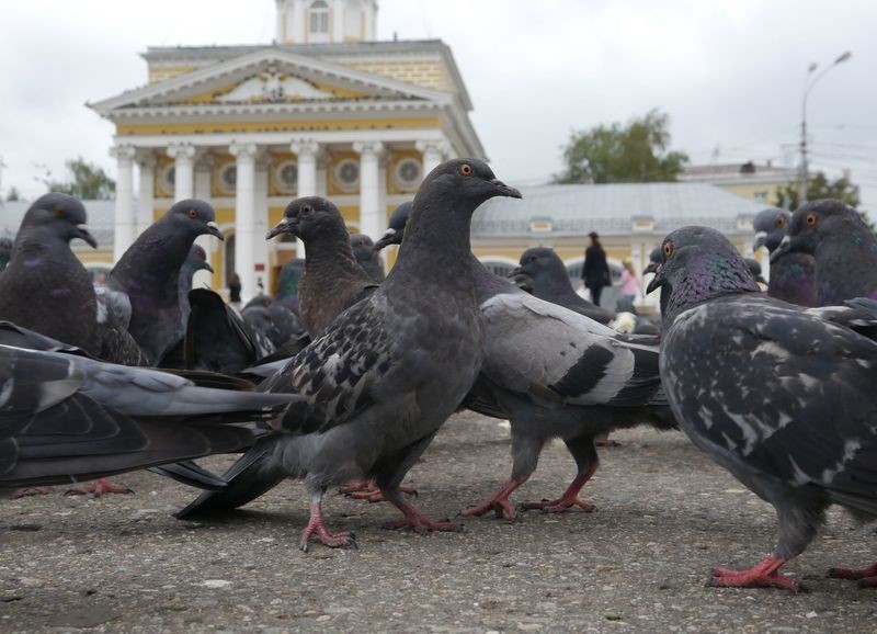 Гибель любимых птиц в центре Костроме объяснили отравлением «крысином»