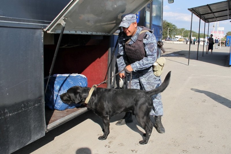 100 умных и ухоженных собак раскрыли в Костроме 40 преступлений