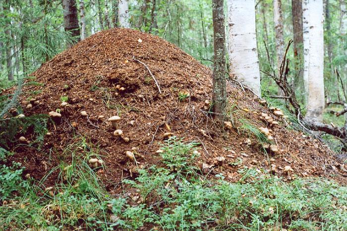 В Костромской области уничтожили ценнейшие муравейники