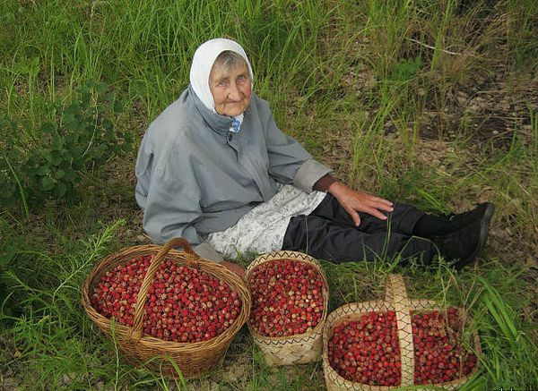 Старушек с грибами и ягодками обещают не гнать с костромских рынков