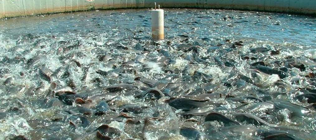 В Костромской области невероятно размножились вкусные осетры и карпы