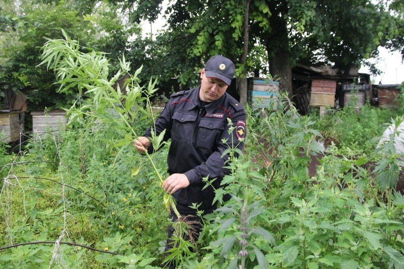 Отряд полицейских Костромы отправили на прополку конопли