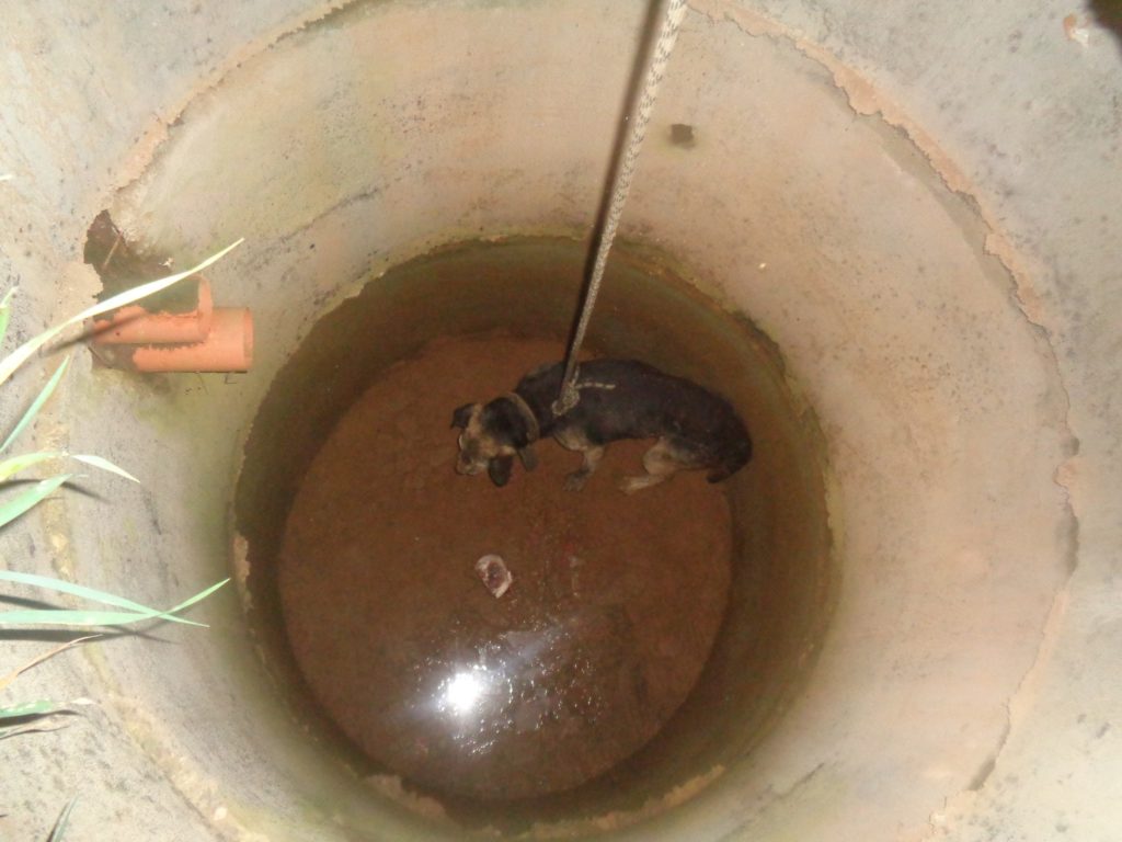 Пса, которого спасли из глубокого колодца в Костроме, поздравила его обеспокоенная подруга