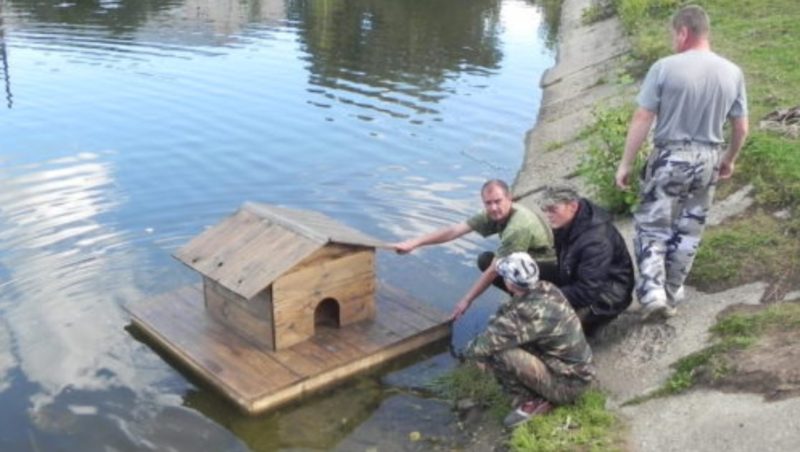 Костромские утки добились строительства  себе плавучего дома с помощью серьезных покровителей