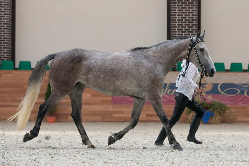 Костромская лошадь Ариоза обогнала всех на престижной выставке в Москве