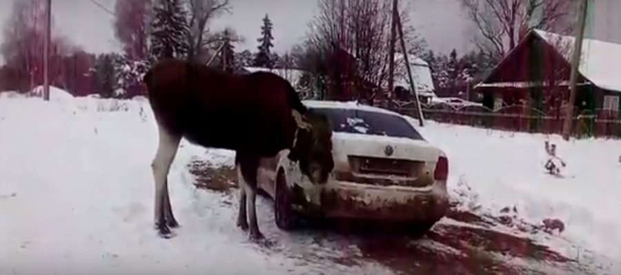 Вся Кострома обсуждает видео, где лосиха Никандра моет машину