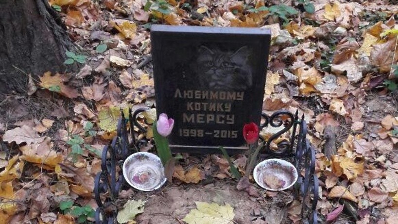Тайное кладбище домашних животных обнаружили в Заволжье