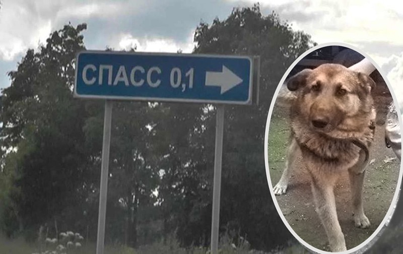 Хозяйка зверски замученной собаки простила живодера за деньги?