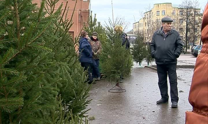 В Костроме открылись елочные базары: список адресов
