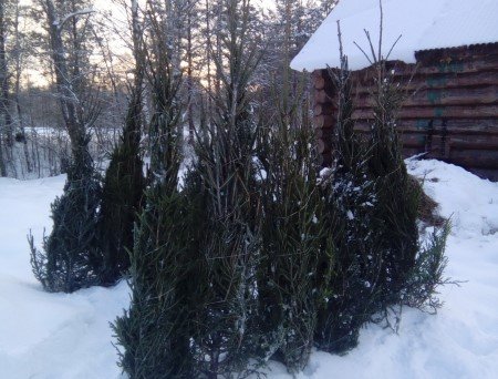Полицейские прихватили «черного лесоруба» вместе с 25 новогодними елочками