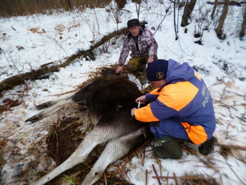Костромская лосиха  провалилась под лед при попытке сбежать в Нижегородскую область