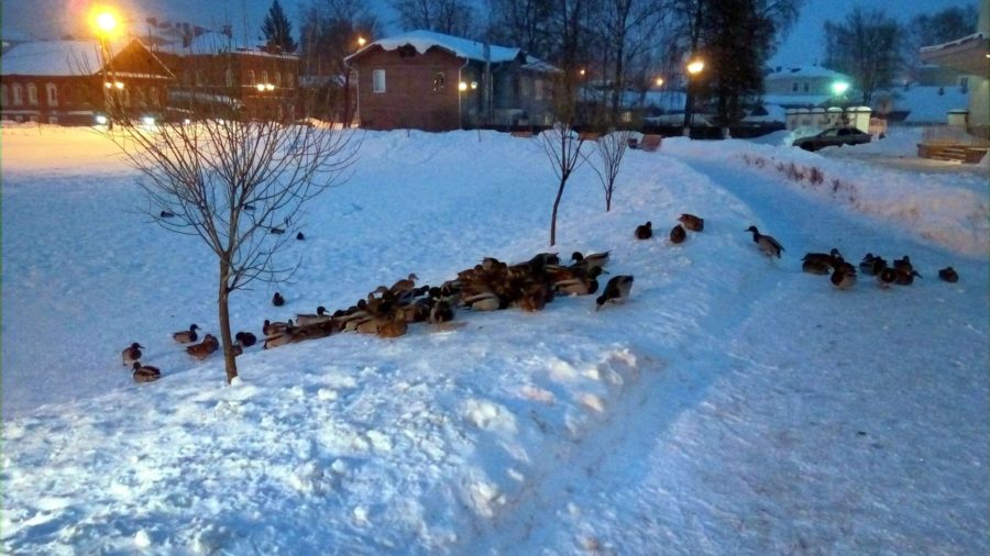 Секрет раскрыт: почему утки на Шаговском пруду прибавили в весе?