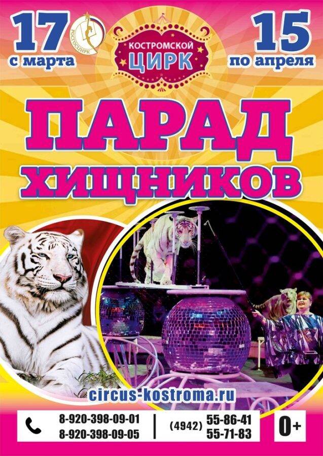 Редкие белые тигры в Костромском цирке: осталось два представления