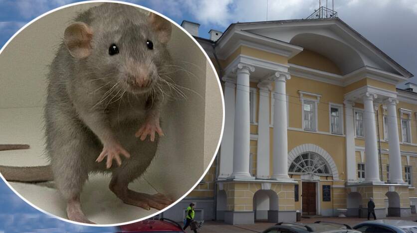 Крыс костромской администрации потравят за 10 тысяч рублей
