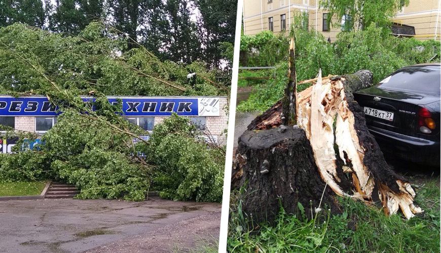 Ураган в Костроме: топ-5 рухнувших деревьев