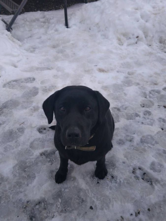 Увековечили верность: в Костроме появилась мемориальная доска в память о собаке Соне
