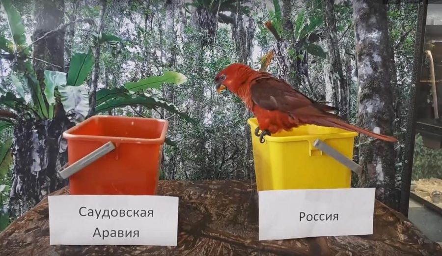 Три костромских попугая предсказали результат сегодняшней игры сборной России
