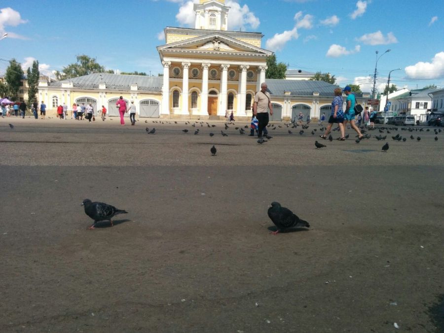 Костромские голуби и вороны стали нападать и поедать  друг друга