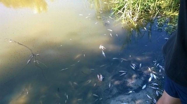 Массовая смерть рыбы под Костромой ужаснула людей
