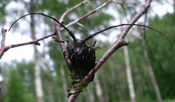 Усатые твари сожрали главное богатство Костромской области