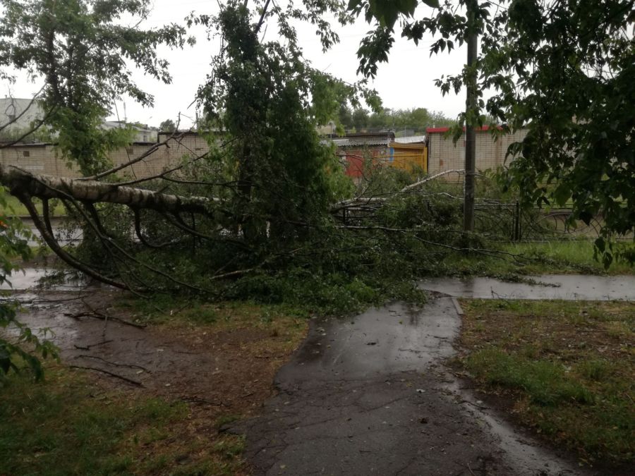 Гигантское упавшее дерево заблокировало улицу Скворцова в Костроме