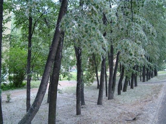 Из Костромы хотят убрать все тополя
