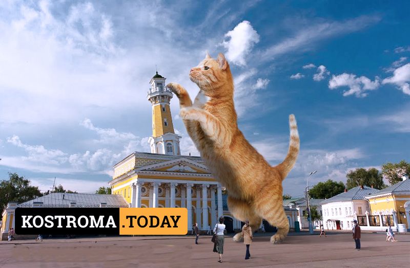 Золотое «Мяу»: топ-5 самых дорогих котов Костромы