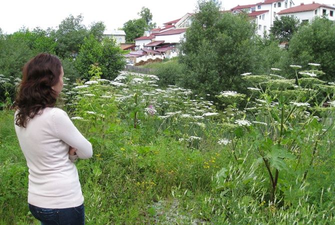 Любителей борщевика хотят покарать огромными штрафами