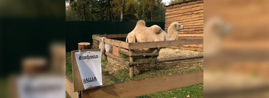 8 самых интересных фактов о костромском зоопарке, которых никто не знает