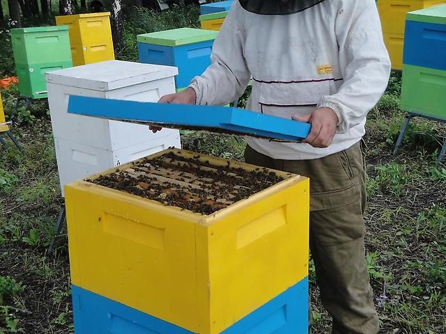 Костромской мед может резко взлететь в цене из-за поведения пчел