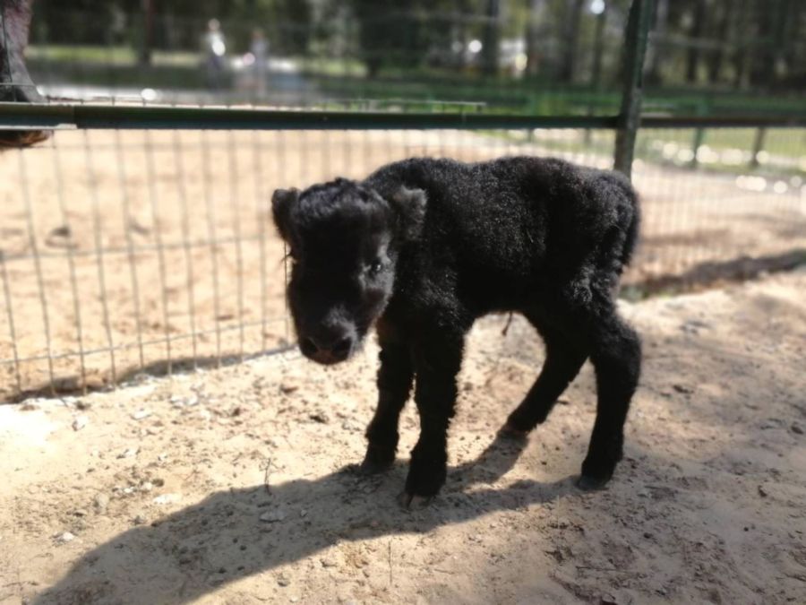 В костромском зоопарке родился ребёнок