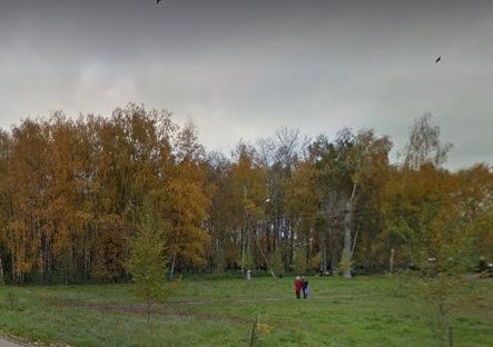 Разврат в Березовой роще Костромы поразил даже собак