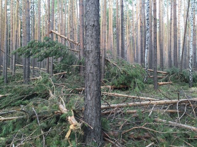 Упавшее дерево убило костромича на работе