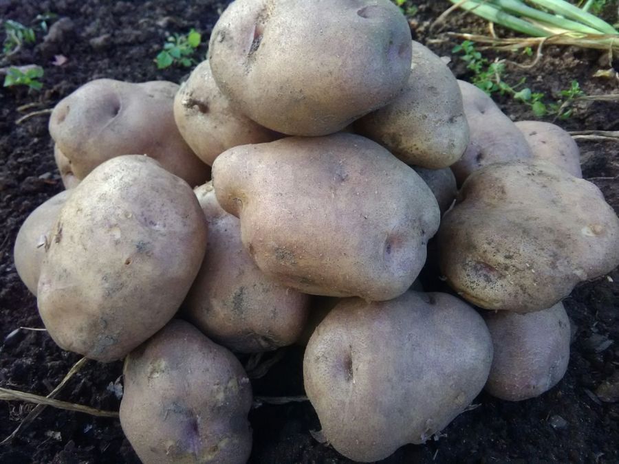 Впервые за 40 лет: костромичи изумлены картошкой размером с мяч